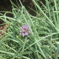 Allium schoenoprasum L.